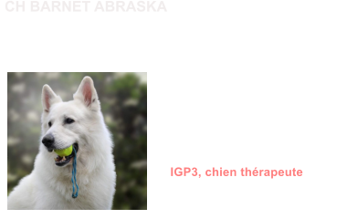 Dysplasie des Hanches A/B Dysplasie des coudes ED0 MDR1 +/+ (non porteur) DM N/N (non porteur) LTV / LUW 0 Dentition complète en ciseaux ADN IGP3, chien thérapeute               CH BARNET ABRASKA
