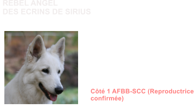 Dysplasie des Hanches HDB Dysplasie des coudes ED0 MDR1 +/+ (non porteur) DM N/N (non porteur) NAH N/N (non porteur) MH N/N (non porteur) Dentition complte en ciseaux ADN Ct 1 AFBB-SCC (Reproductrice confirme)               REBEL ANGEL DES ECRINS DE SIRIUS