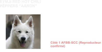 Dysplasie des Hanches HDA Dysplasie des coudes ED0 MDR1 +/+ (non porteur) DM N/N (non porteur) NAH N/NAH (porteur sain) MH N/N (non porteur) Dentition complte en ciseaux ADN Ct 1 AFBB-SCC (Reproducteur  confirm)            EYMJI RED HOT CHILI PEPPERS AARON