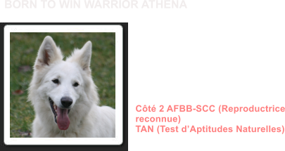 Dysplasie des Hanches HDA Dysplasie des coudes ED0 MDR1 +/+ (non porteur) DM N/N (non porteur) NAH N/N (non porteur) Dentition complète en ciseaux ADN Côté 2 AFBB-SCC (Reproductrice reconnue) TAN (Test d’Aptitudes Naturelles)               BORN TO WIN WARRIOR ATHENA