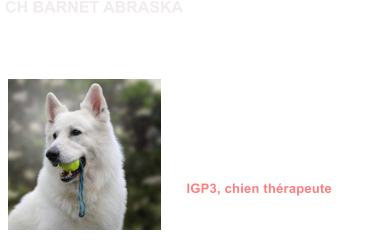 Dysplasie des Hanches A/B Dysplasie des coudes ED0 MDR1 +/+ (non porteur) DM N/N (non porteur) LTV / LUW 0 Dentition complte en ciseaux ADN IGP3, chien thrapeute               CH BARNET ABRASKA