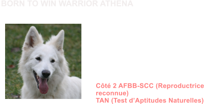 Dysplasie des Hanches HDA Dysplasie des coudes ED0 MDR1 +/+ (non porteur) DM N/N (non porteur) MH N/N (non porteur) NAH N/N (non porteur) Dentition complte en ciseaux ADN Ct 2 AFBB-SCC (Reproductrice reconnue) TAN (Test dAptitudes Naturelles)               BORN TO WIN WARRIOR ATHENA