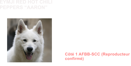 Dysplasie des Hanches HDA Dysplasie des coudes ED0 MDR1 +/+ (non porteur) DM N/N (non porteur) NAH N/NAH (porteur sain) MH N/N (non porteur) Dentition complte en ciseaux ADN Ct 1 AFBB-SCC (Reproducteur  confirm)            EYMJI RED HOT CHILI PEPPERS AARON