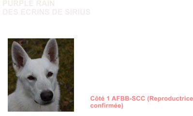 Dysplasie des Hanches HDA Dysplasie des coudes ED0 MDR1 +/+ (non porteur) DM N/N (non porteur) NAH N/N (non porteur) MH N/N ( non porteur)  Dentition complte en ciseaux ADN Ct 1 AFBB-SCC (Reproductrice confirme)               PURPLE RAIN DES ECRINS DE SIRIUS