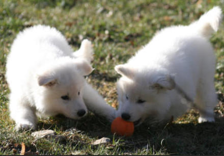 chiot berger blanc suisse balle