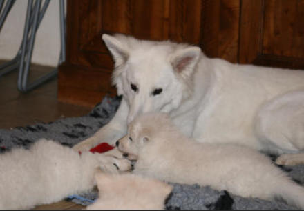 chiot berger blanc suisse