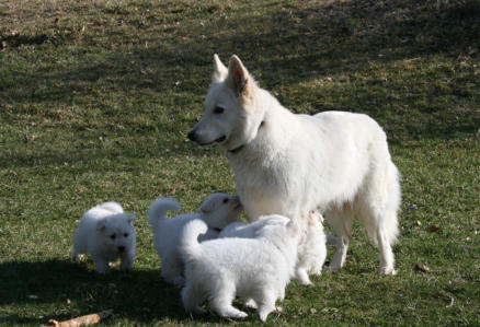 chiot berger blanc suisse