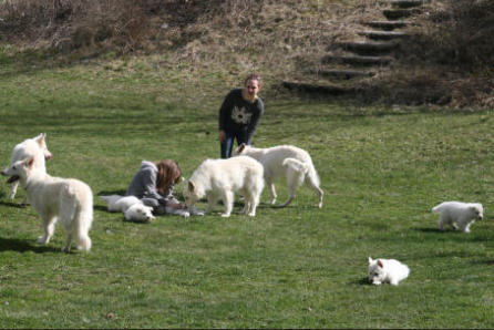 meute berger blanc suisse