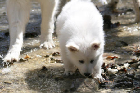 chiot berger blanc suisse
