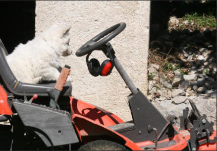 chiot berger blanc suisse tondeuse