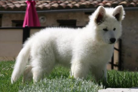 chiot berger blanc suisse