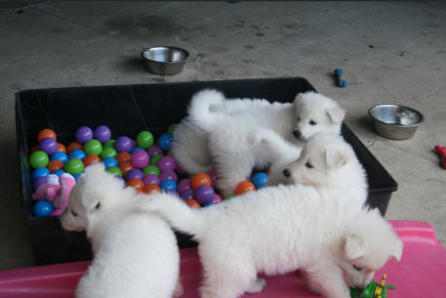 chiot berger blanc suisse tunnel