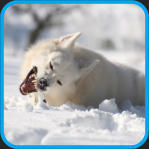 Elevage de berger blanc suisse
