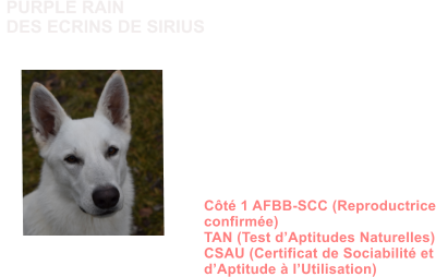 Dysplasie des Hanches HDA Dysplasie des coudes ED0 MDR1 +/+ (non porteur) DM N/N (non porteur) NAH N/N (non porteur) MH N/N (non porteur) Dentition complte en ciseaux ADN Ct 1 AFBB-SCC (Reproductrice confirme) TAN (Test dAptitudes Naturelles) CSAU (Certificat de Sociabilit et dAptitude  lUtilisation)               PURPLE RAIN DES ECRINS DE SIRIUS