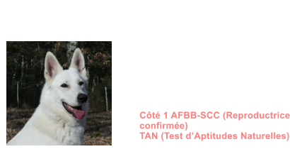 Dysplasie des Hanches HDA  Dysplasie des coudes ED0 MDR1 +/+ DM N/N NAH N/N (non porteur) MH N/N (non porteur)  Dentition complte en ciseaux ADN Ct 1 AFBB-SCC (Reproductrice confirme) TAN (Test dAptitudes Naturelles)       SUNRISE BIRDY ATHENA