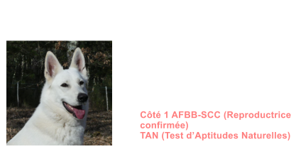 Dysplasie des Hanches HDA  Dysplasie des coudes ED0 MDR1 +/+ DM N/N NAH N/N (non porteur) MH N/N (non porteur)  Dentition complte en ciseaux ADN Ct 1 AFBB-SCC (Reproductrice confirme) TAN (Test dAptitudes Naturelles)       SUNRISE BIRDY ATHENA