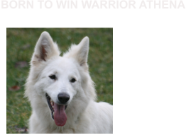 BORN TO WIN WARRIOR ATHENA