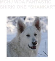 MCHJ WDA FANTASTIC   SHIRKI ONE SHANKAR