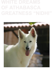 WHITE DREAMS  OF ATHABASCA GREATNESS NIDHI