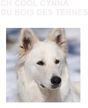 CH COOL CYNNA DU BOIS DES TERNES