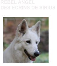 REBEL ANGEL DES ECRINS DE SIRIUS
