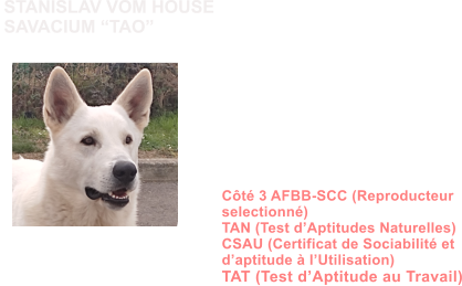 Dysplasie des Hanches HDA Dysplasie des coudes ED0 MDR1 +/+ (non porteur) DM N/N (non porteur) NAH N/N (non porteur) MH N/N (non porteur) Dentition complte en ciseaux ADN Ct 3 AFBB-SCC (Reproducteur  selectionn) TAN (Test dAptitudes Naturelles) CSAU (Certificat de Sociabilit et daptitude  lUtilisation) TAT (Test dAptitude au Travail)            STANISLAV VOM HOUSE  SAVACIUM TAO