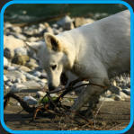 Elevage de berger blanc suisse