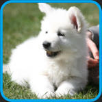 Elevage de berger blanc suisse