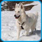 Elevage de berger blanc suisse