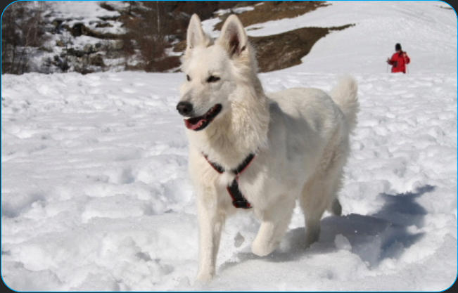 Elevage de berger blanc suisse