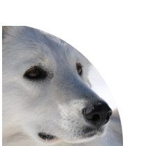 les ecrins de sirius
