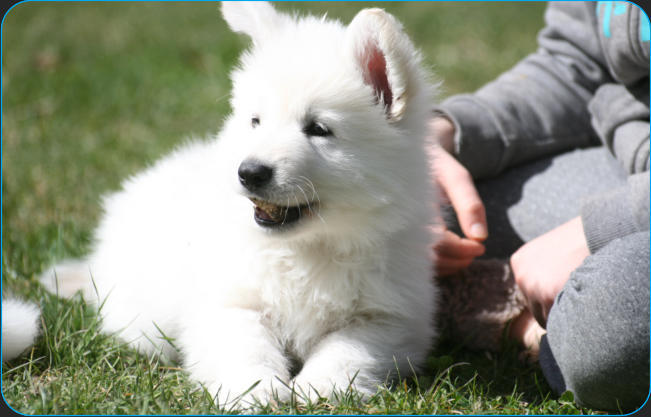 Elevage de berger blanc suisse
