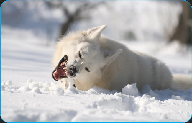 Elevage de berger blanc suisse