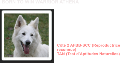 Dysplasie des Hanches HDA Dysplasie des coudes ED0 MDR1 +/+ (non porteur) DM N/N (non porteur) NAH N/N (non porteur) Dentition complte en ciseaux ADN Ct 2 AFBB-SCC (Reproductrice reconnue) TAN (Test dAptitudes Naturelles)               BORN TO WIN WARRIOR ATHENA